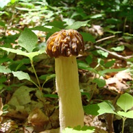 Shaggy Stalked Bolete